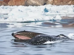 A humpback whale feeding in Antarctica.