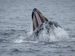 Humpback whale lunge feeding in Antarctica.