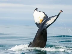 The tail of a humpback whale in Antarctica.