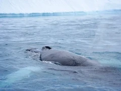 A humpback whale at the surface, in Antarctica.
