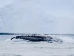 Humpback whale in Antarctica.