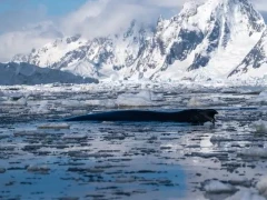 A humpback whale in Antarctica.