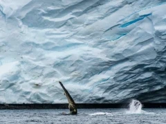 View of a humpback whales' lateral fin whilst feeding, in Antarctica.