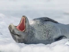 Leopard seal in Antarctica.