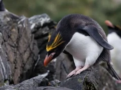 A macaroni penguin in Antarctica.