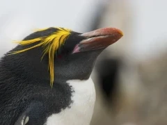 A macaroni penguin in Antarctica.