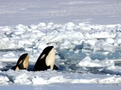 Two orcas spyhopping in Antarctica. 