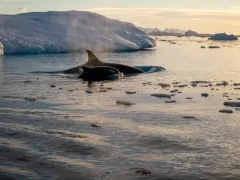 Orca surfacing in Antarctica.