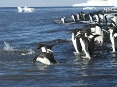 Adélie penguins entering the Ross Sea, Antarctica.