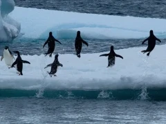 Adélie penguins leaping out of the water on Snow Hill Island.