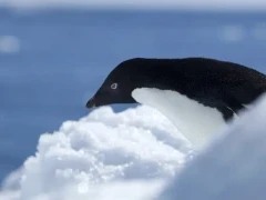 Adélie penguin by the Weddell Sea, Snow Hill.