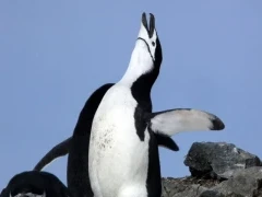 Chinstrap penguin calling, on Snow Hill Island.