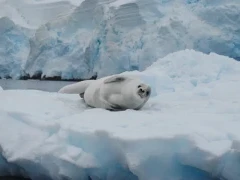 A crabeater seal on the ice, on Snow Hill Island, Antarctica.
