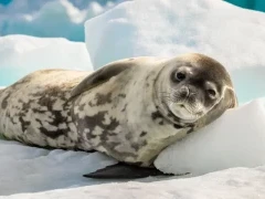 Crabeater seal resting against the ice, Snow Hill Island.