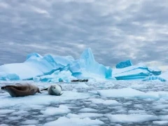 Crabeater seals resting together on the ice.