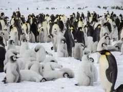 Emperor penguins in Snow Hill, Antarctica.