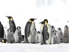 Emperor penguins in Snow Hill, Antarctica.