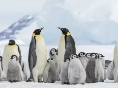 Emperor penguins in Snow Hill, Antarctica.