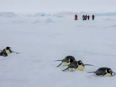 Emperor penguins in Snow Hill, Antarctica.