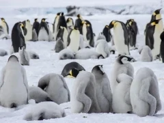 Emperor penguins in Snow Hill, Antarctica.
