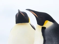 Emperor penguins in Snow Hill, Antarctica.