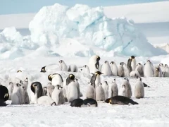 Emperor penguins in Snow Hill, Antarctica.