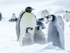 Emperor penguins in Snow Hill, Antarctica.