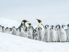 Emperor penguins in Snow Hill, Antarctica.
