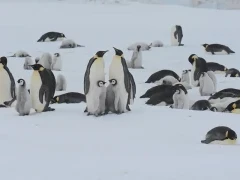 Emperor penguins in Snow Hill, Antarctica.
