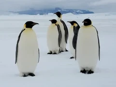 Emperor penguins in Snow Hill, Antarctica.