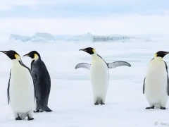 Emperor penguins in Snow Hill, Antarctica.