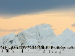 Emperor penguins in Snow Hill, Antarctica.