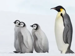 Emperor penguins in Snow Hill, Antarctica.