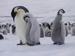 Emperor penguins in Snow Hill, Antarctica.