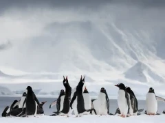 A gentoo colony on the ice, in Antarctica.