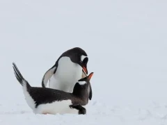 A pair of gentoo penguins on the ice.
