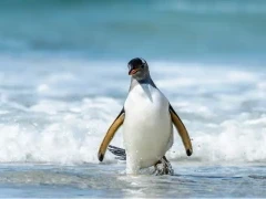 Gentoo penguin leaving the water, Antarctica.