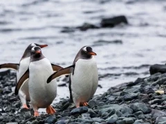 Gentoo penguins walking up the beach, in Antarctica.