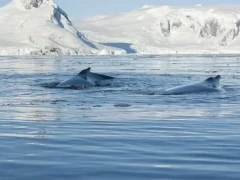 Humpback whale in Antarctica.