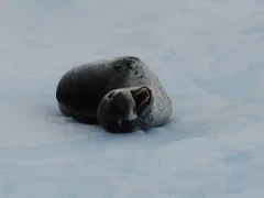 Leopard seal resting, looking at the camera.