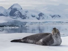 Leopard seal on the ice.