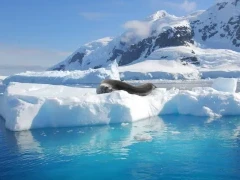 Leopard seal resting on an iceberg off of Snow Hill Island.