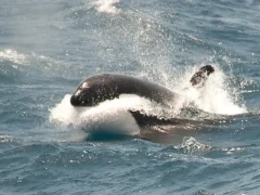 Orca racing through the water, Antarctica.