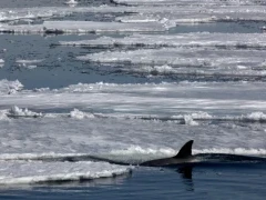 Orca moving amongst the ice in the Weddell Sea.