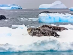 A pair of Weddell seals in Antarctica.