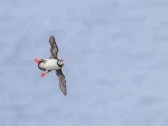 Atlantic puffin in flight.