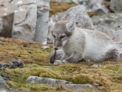 Arctic fox eating its latest prey, an auk chick, in Svalbard.