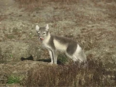 Arctic fox in Svalbard, Norway.