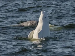 Beluga whale in Svalbard, Norway.