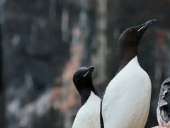 Brunnich guillemot on a cliff in Alkefjellet, Spitsbergen, Svalbard.